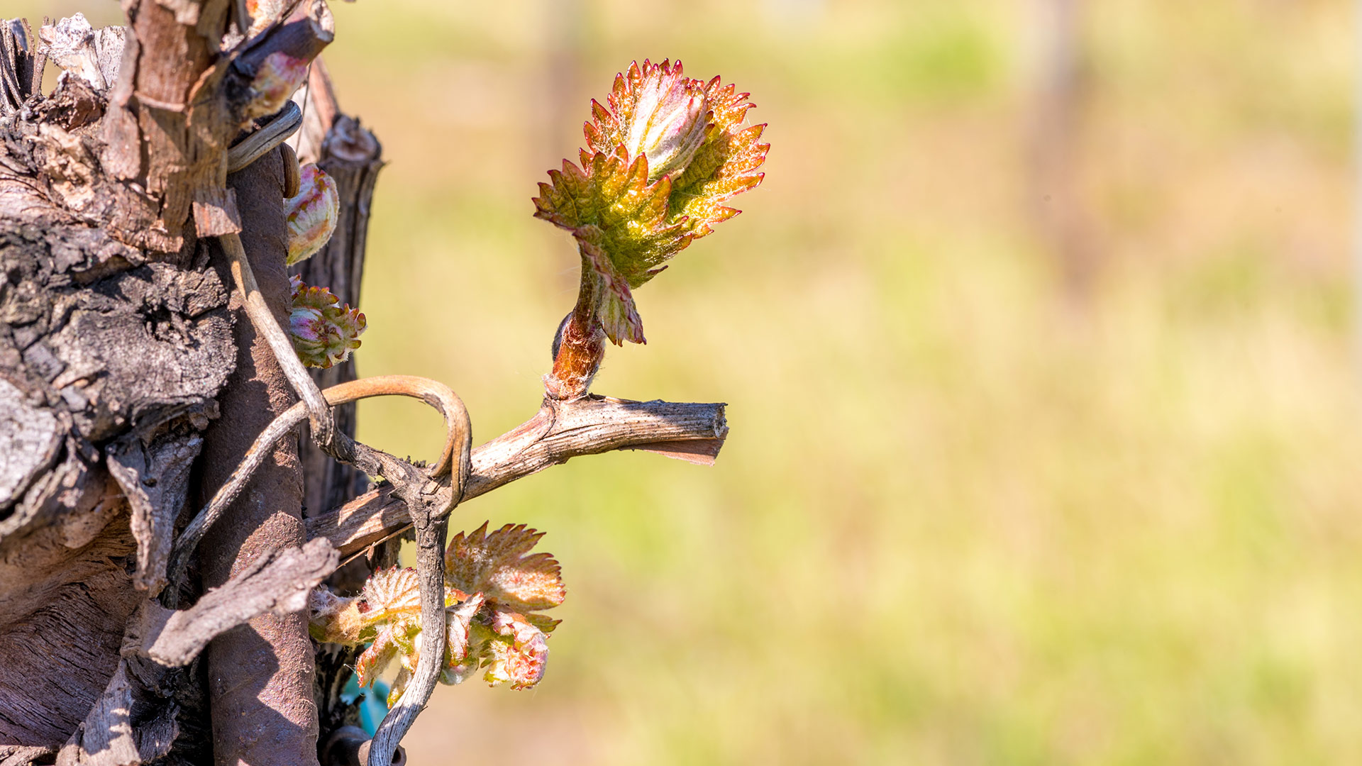 Vignobles Raboutet