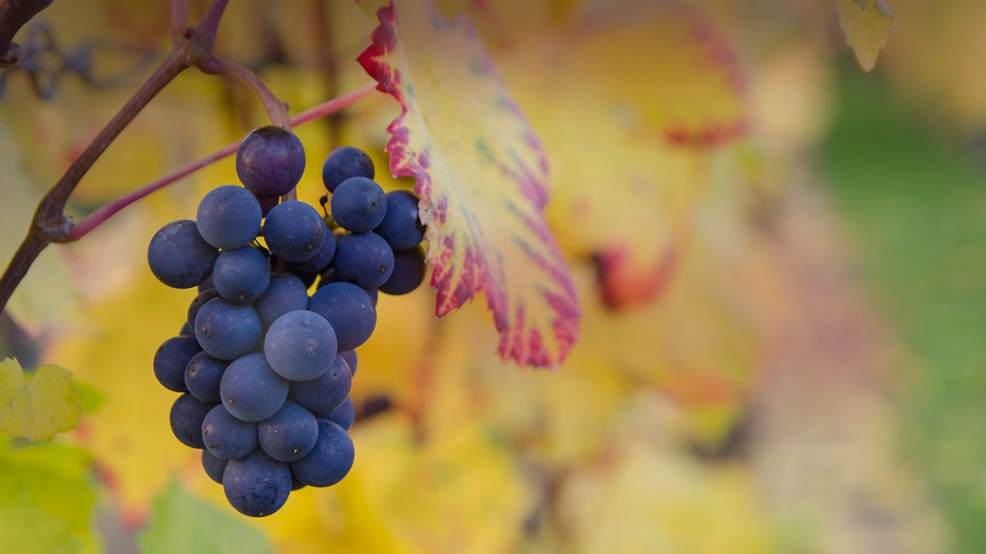 Vignobles Raboutet